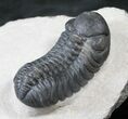 Austerops (Phacops) Trilobite - Very Detailed #13889-2